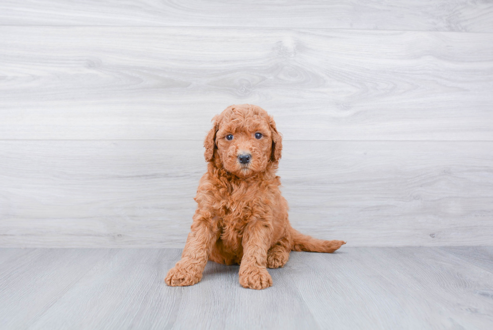 Friendly Mini Goldendoodle Baby