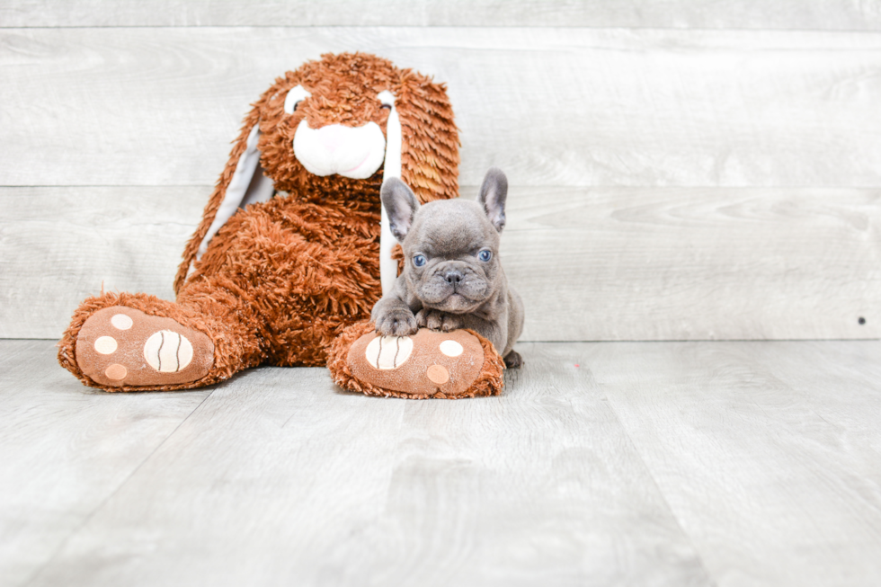 Playful French Bulldog Purebred Pup