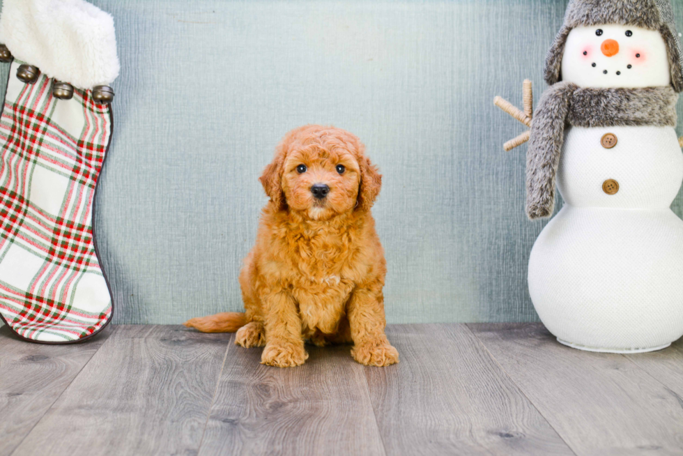 Popular Mini Goldendoodle Poodle Mix Pup