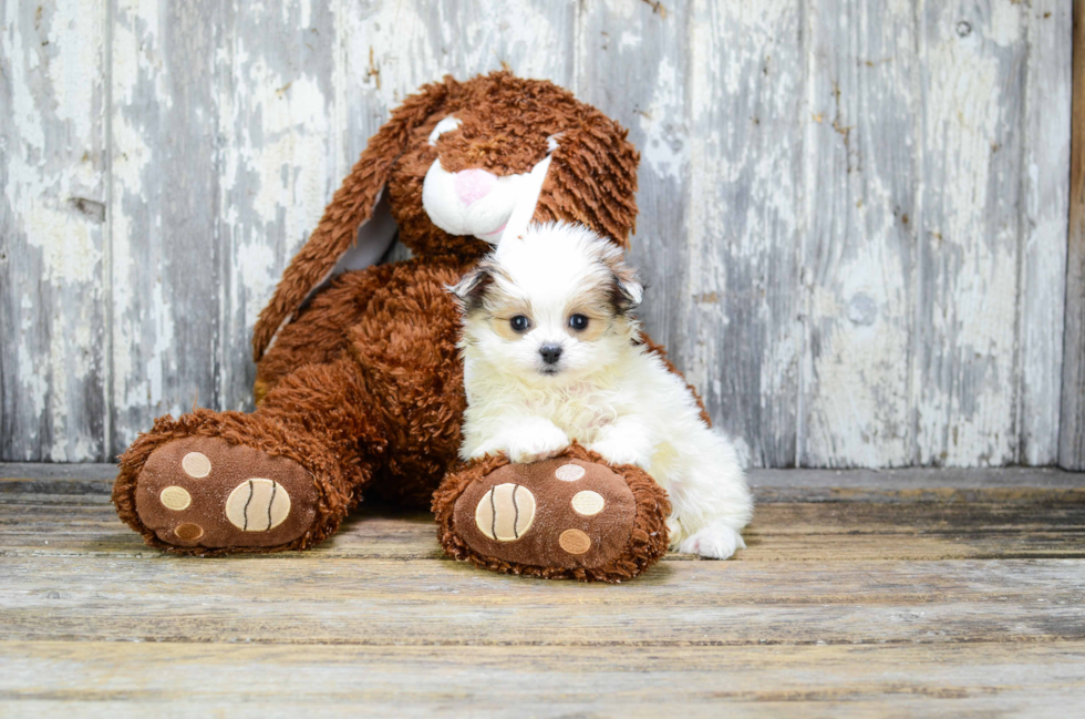 Maltipom Puppy for Adoption