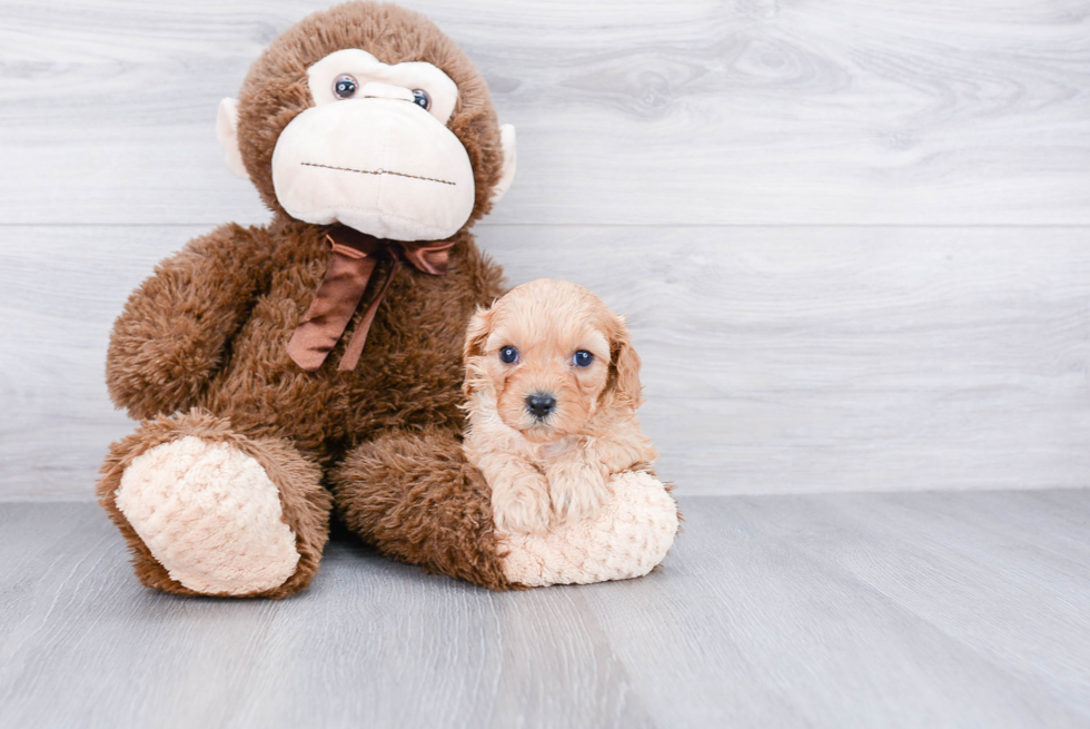 Energetic Cavoodle Poodle Mix Puppy