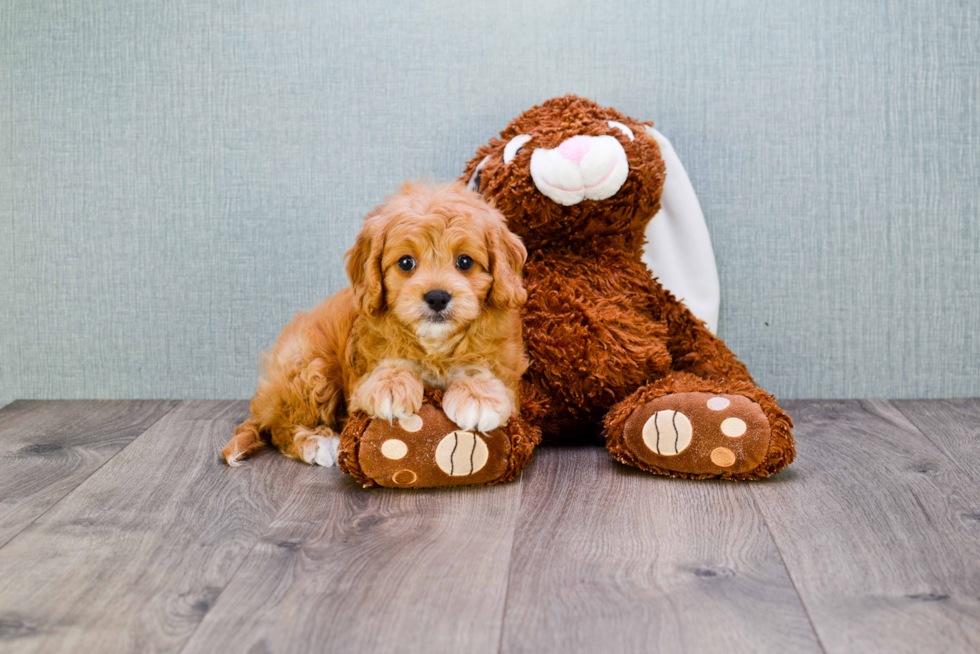 Smart Cavapoo Poodle Mix Pup