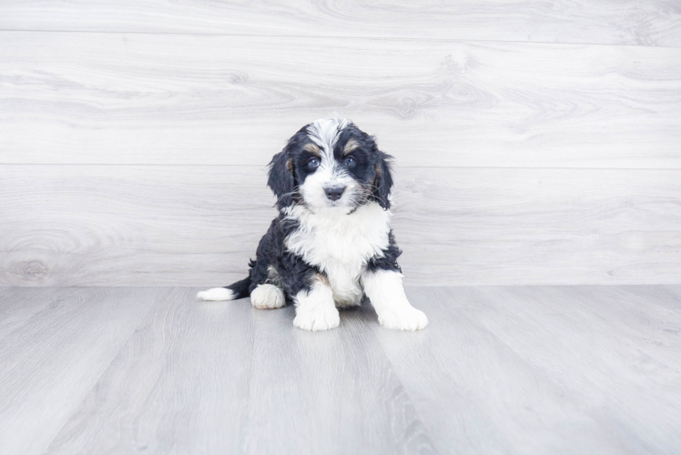 Friendly Mini Bernedoodle Baby