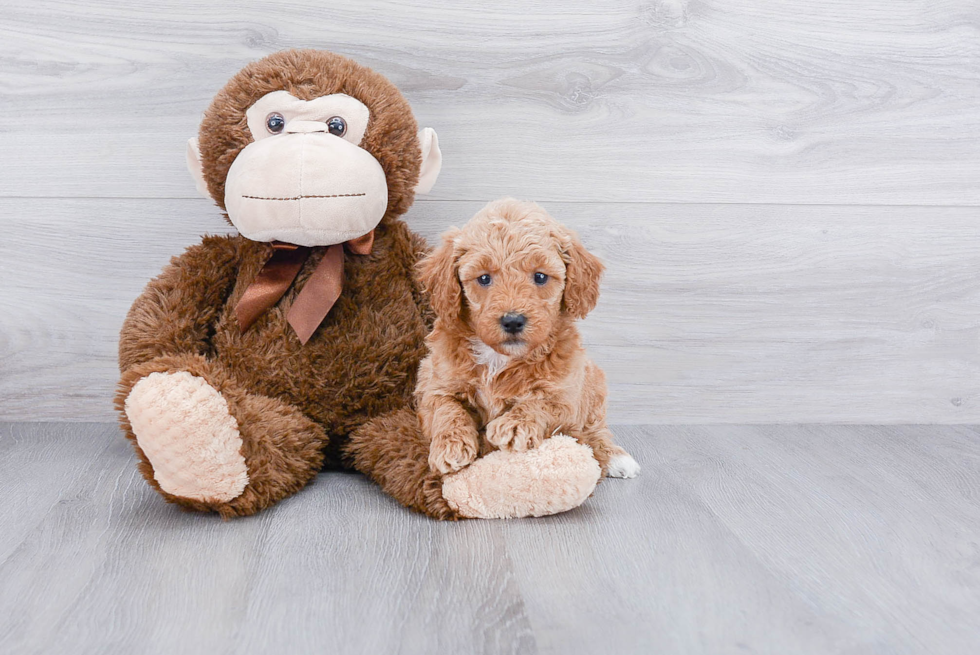 Best Mini Goldendoodle Baby