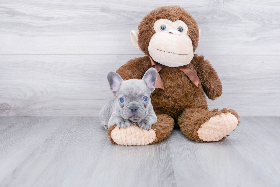 French Bulldog Puppy for Adoption