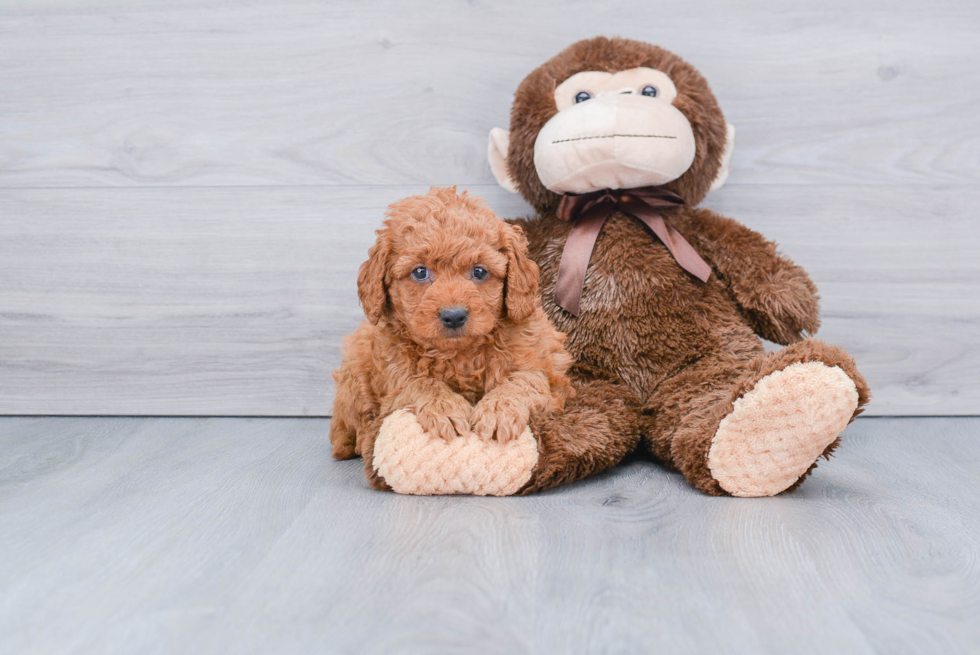 Popular Mini Goldendoodle Poodle Mix Pup