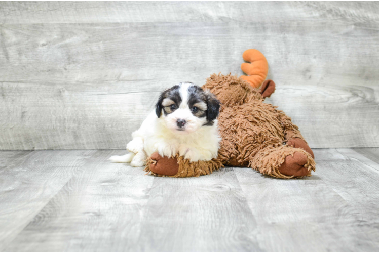 Popular Teddy Bear Designer Pup