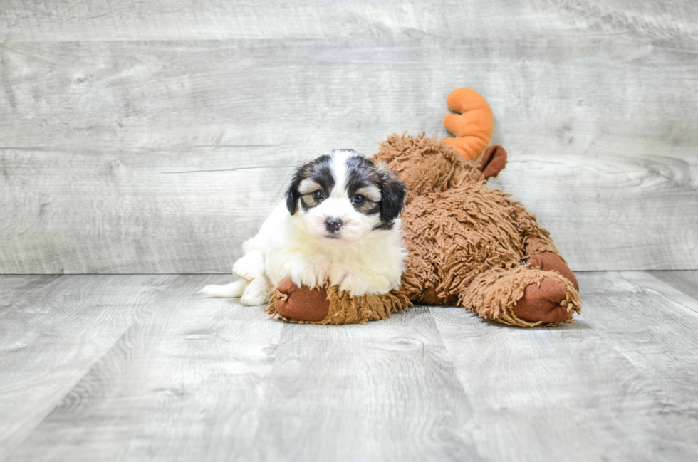 Popular Teddy Bear Designer Pup