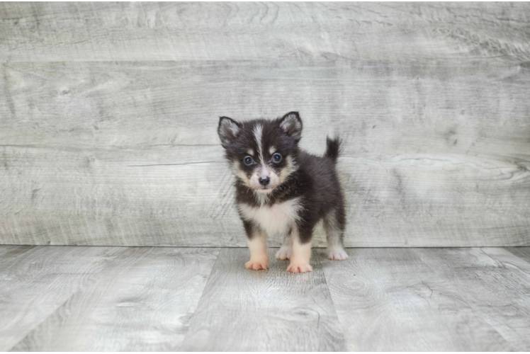 Pomsky Puppy for Adoption