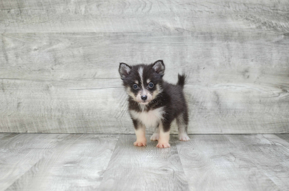 Pomsky Puppy for Adoption