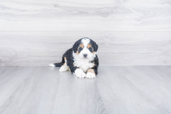 Petite Mini Bernedoodle Poodle Mix Pup