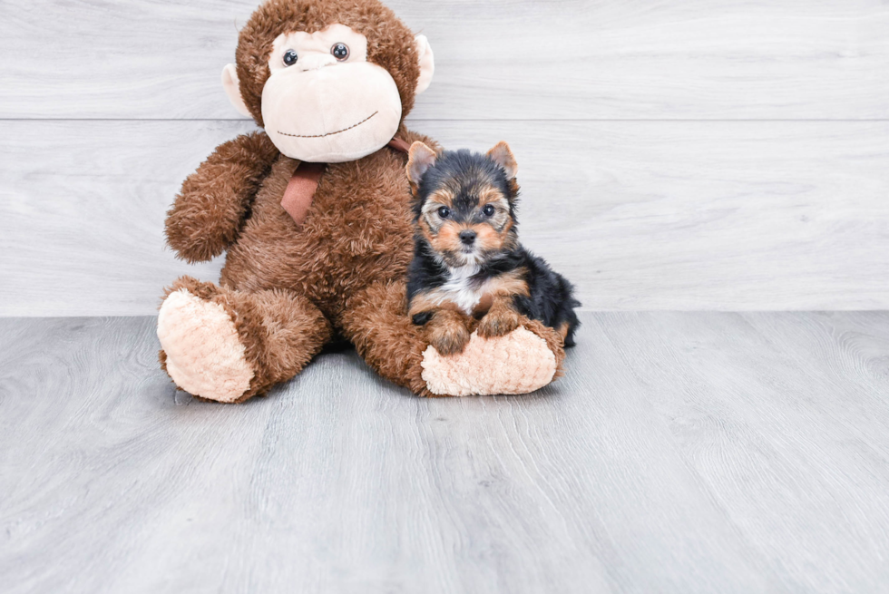 Meet Nugget - our Yorkshire Terrier Puppy Photo 