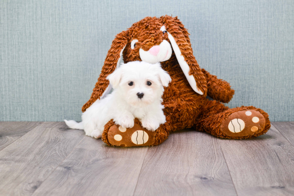 Playful Maltese Baby