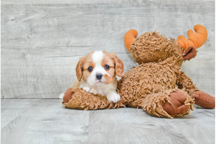 Cavalier King Charles Spaniel Puppy for Adoption