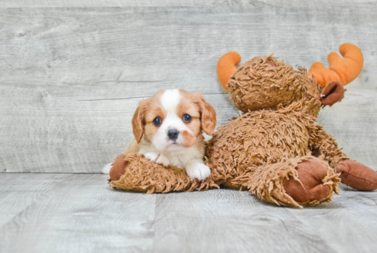 Cavalier King Charles Spaniel Puppy for Adoption