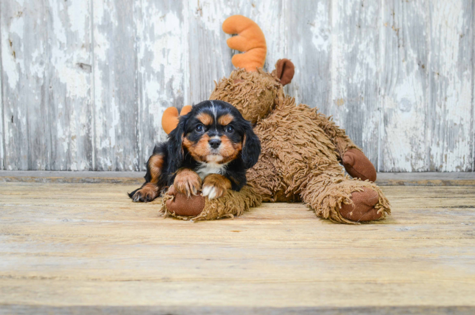 Cavalier King Charles Spaniel Pup Being Cute