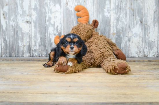 Cavalier King Charles Spaniel Pup Being Cute