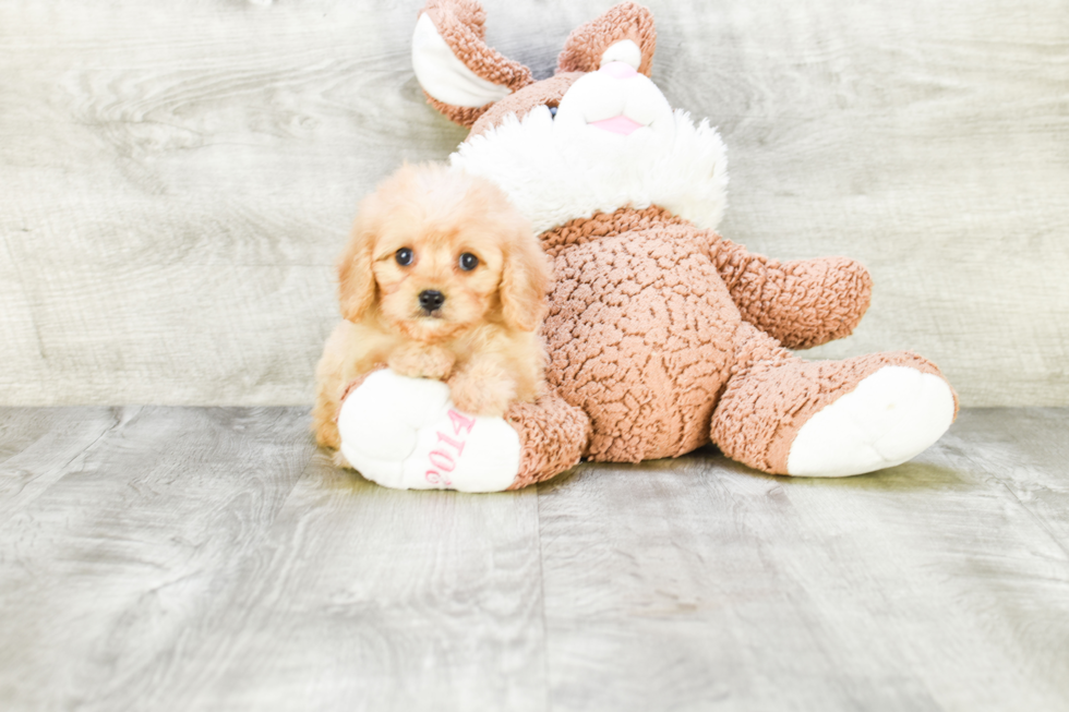 Little Maltepoo Poodle Mix Puppy