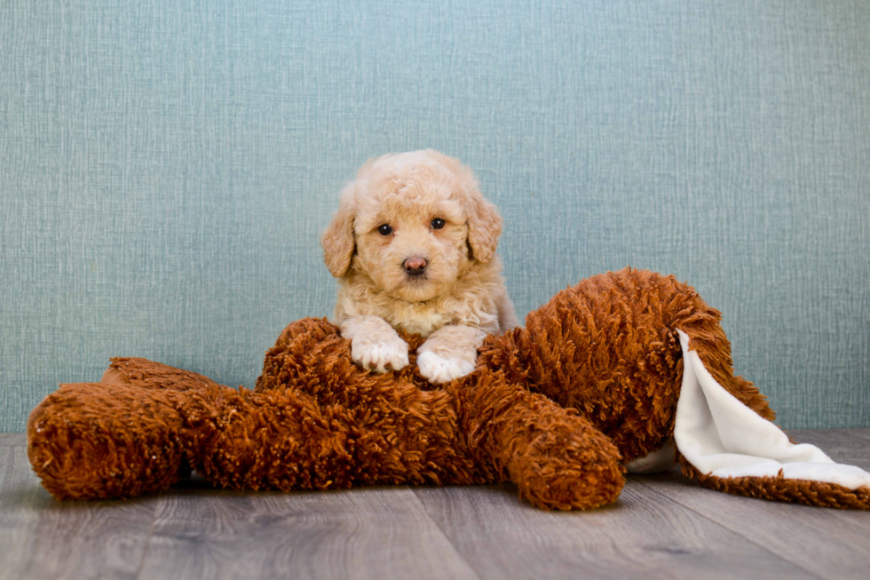 Best Mini Goldendoodle Baby