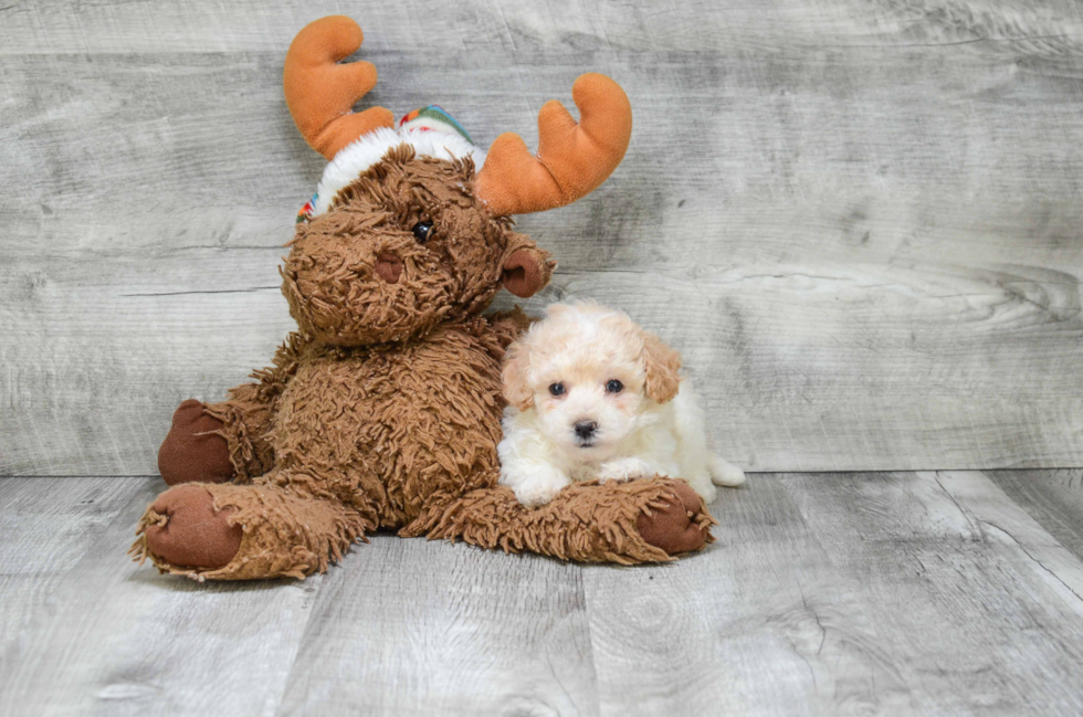 Hypoallergenic Maltepoo Poodle Mix Puppy