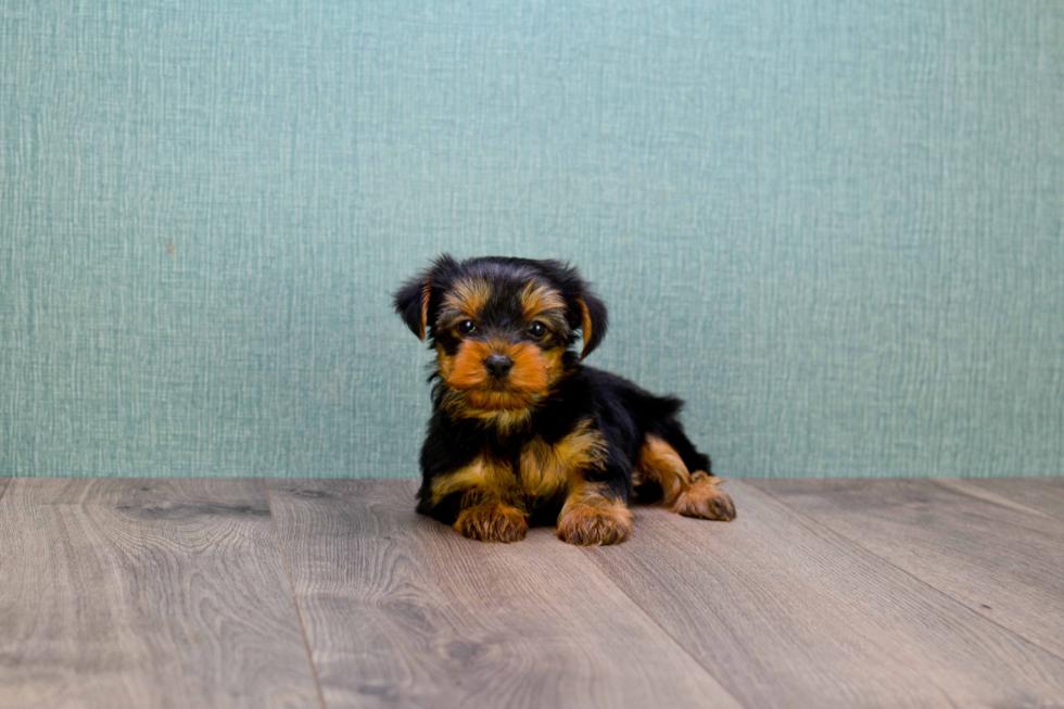 Meet Timmy - our Yorkshire Terrier Puppy Photo 