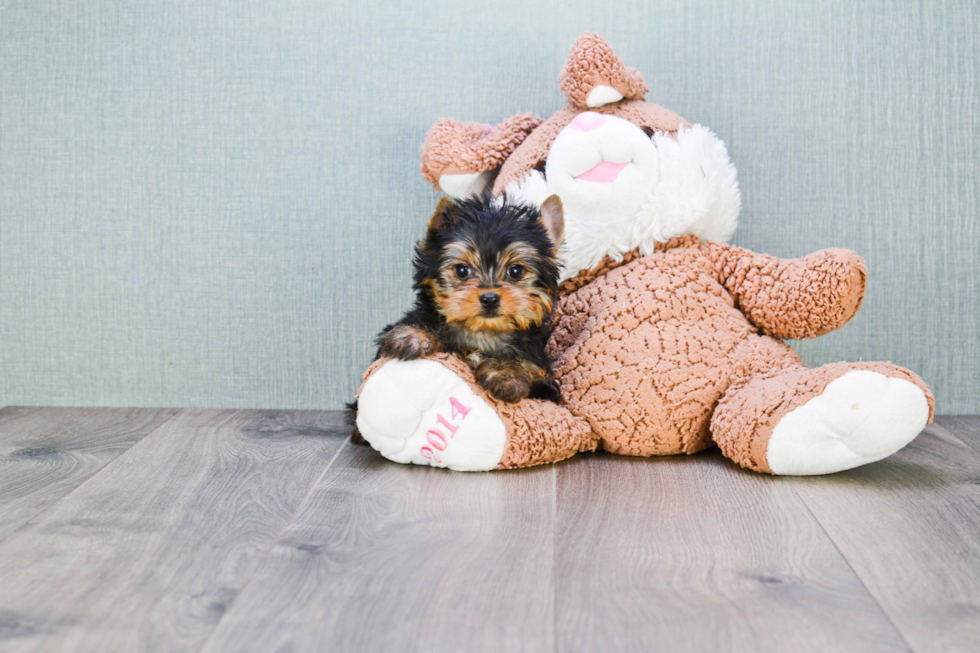 Meet Nugget - our Yorkshire Terrier Puppy Photo 