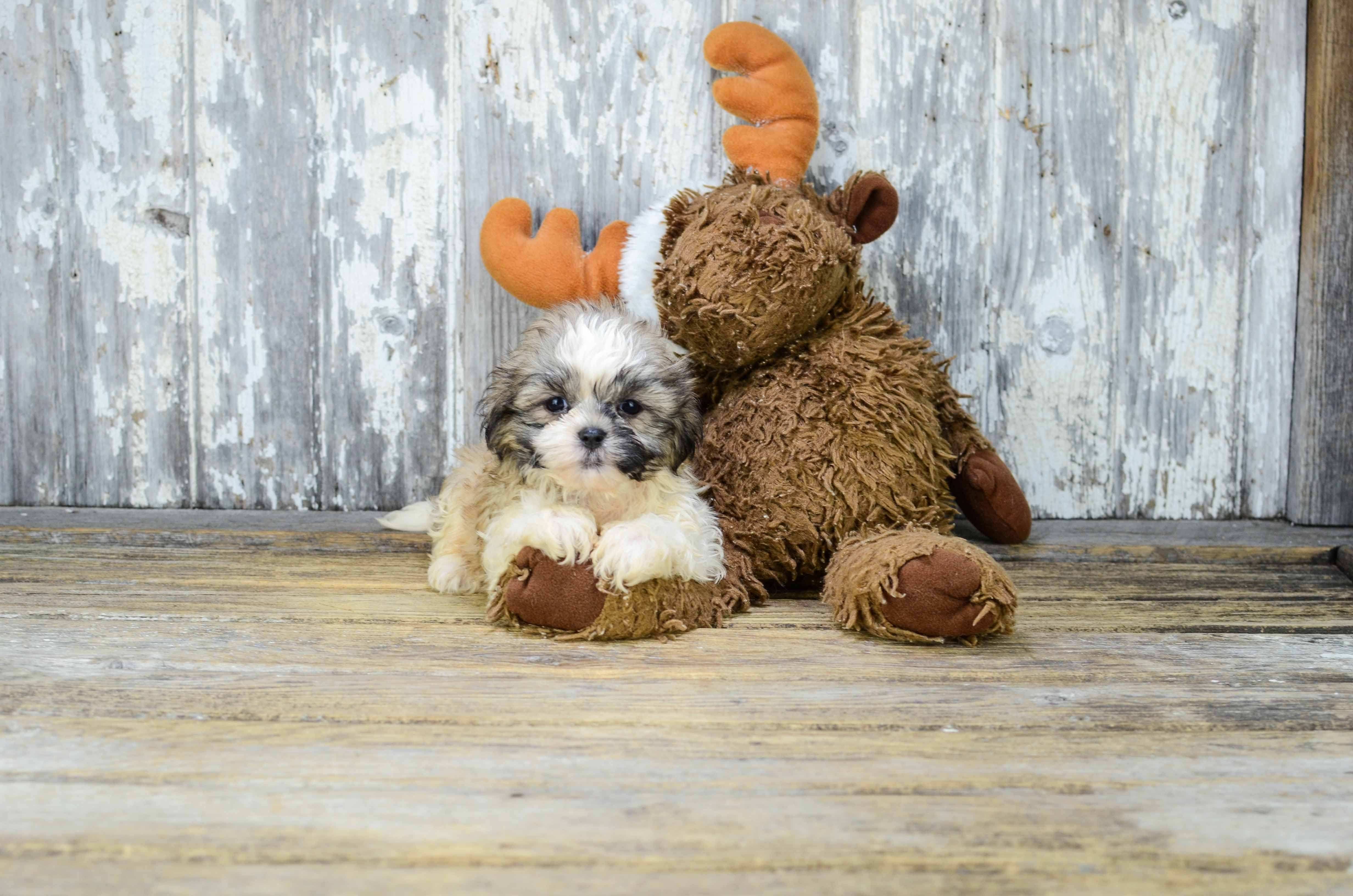 Best Teddy Bear Baby