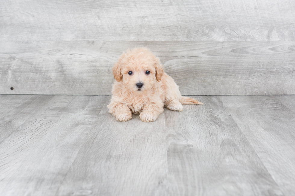 Maltipoo Puppy for Adoption