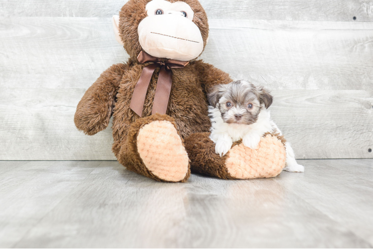 Small Havanese Purebred Pup