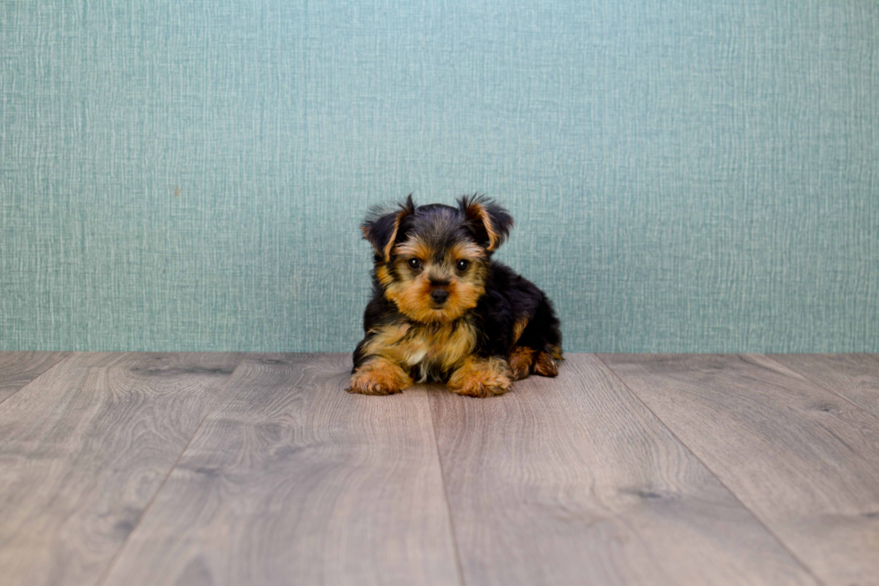 Meet Twinkle - our Yorkshire Terrier Puppy Photo 