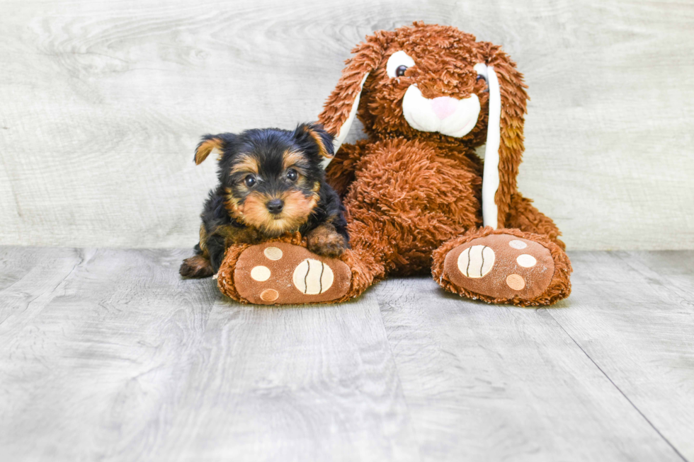 Meet Chase - our Yorkshire Terrier Puppy Photo 