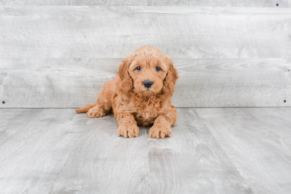 Best Mini Goldendoodle Baby