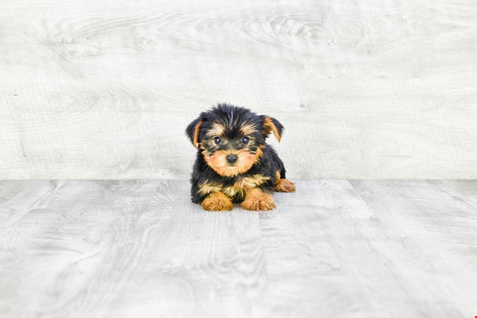 Meet Mika - our Yorkshire Terrier Puppy Photo 