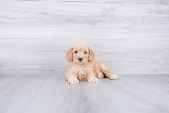 Petite Mini Goldendoodle Poodle Mix Pup