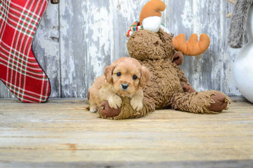 Little Cavoodle Poodle Mix Puppy