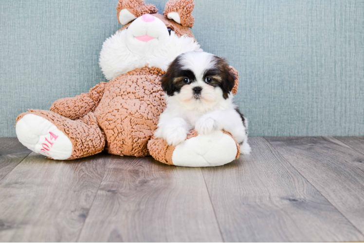 Teddy Bear Pup Being Cute