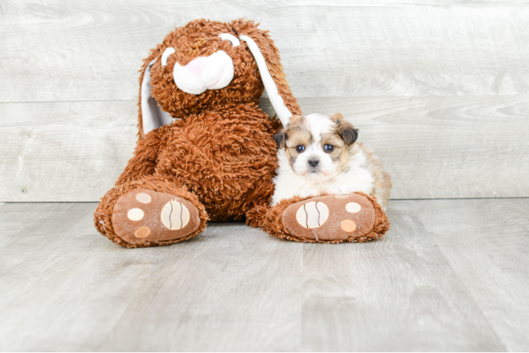 Teddy Bear Pup Being Cute