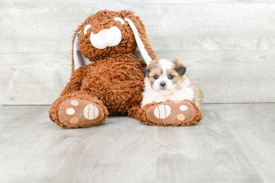 Teddy Bear Pup Being Cute