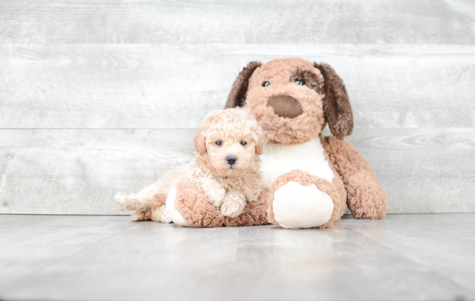 Sweet Maltipoo Baby