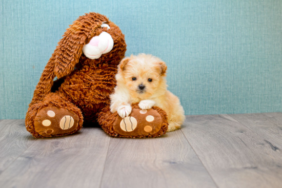 Popular Maltipoo Poodle Mix Pup