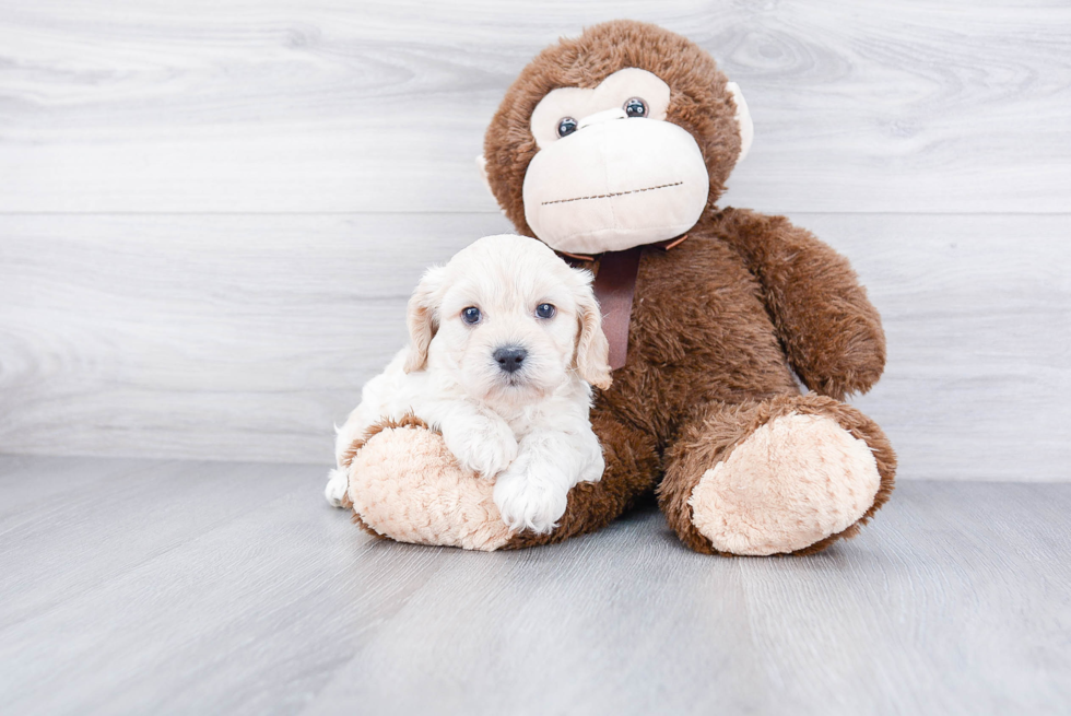 Fluffy Cavachon Designer Pup