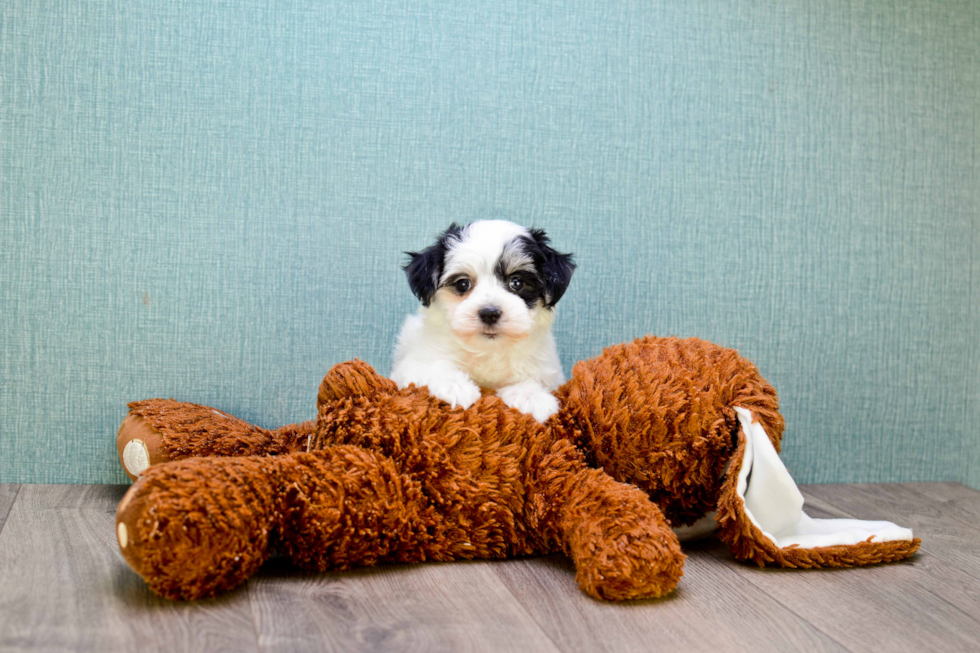 Happy Teddy Bear Baby