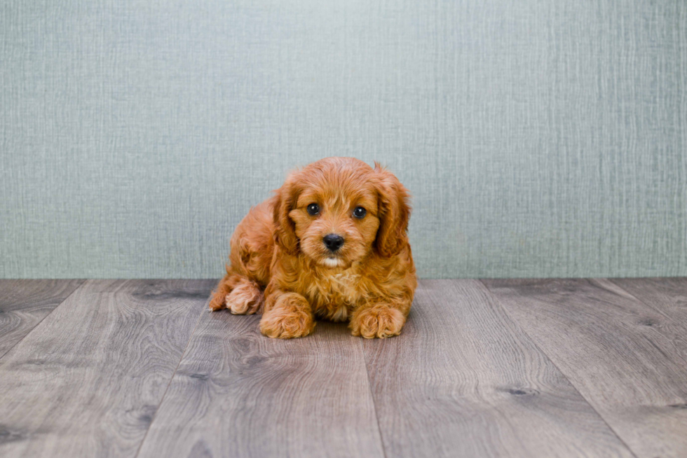 Best Cavapoo Baby