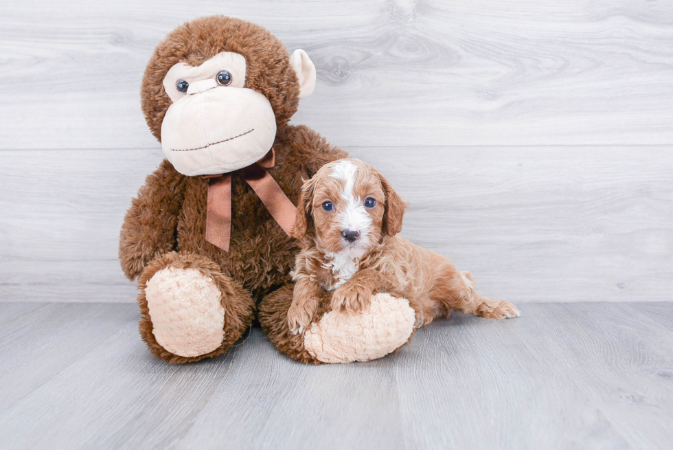 Popular Cavapoo Poodle Mix Pup