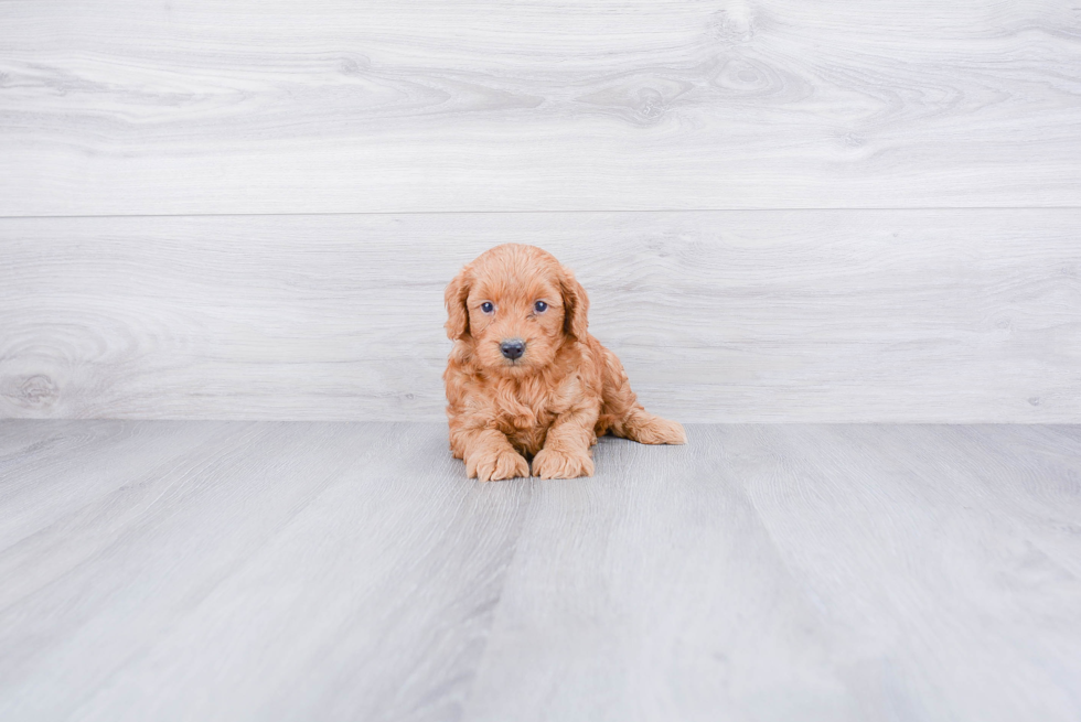 Best Mini Goldendoodle Baby