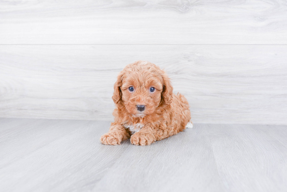 Playful Cavoodle Poodle Mix Puppy