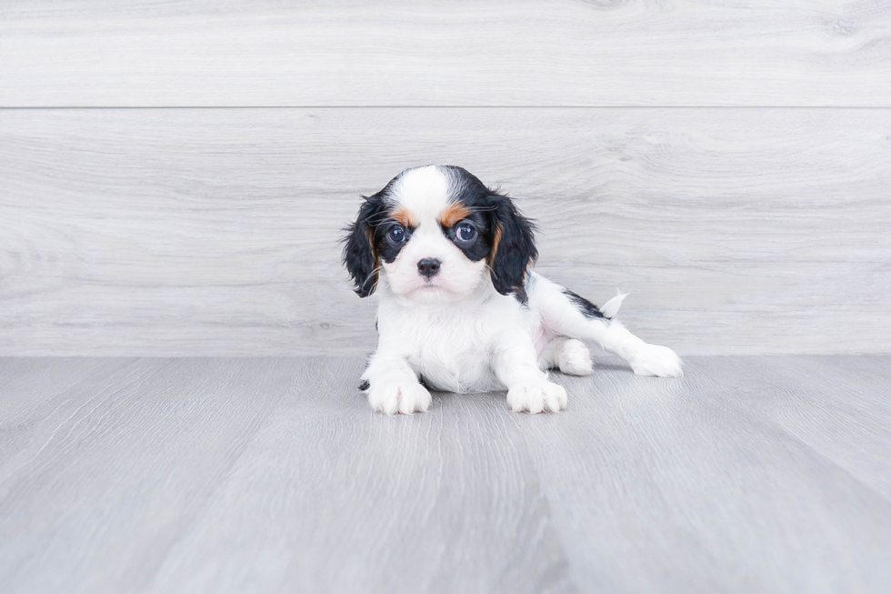 Fluffy Cavalier King Charles Spaniel Purebred Puppy