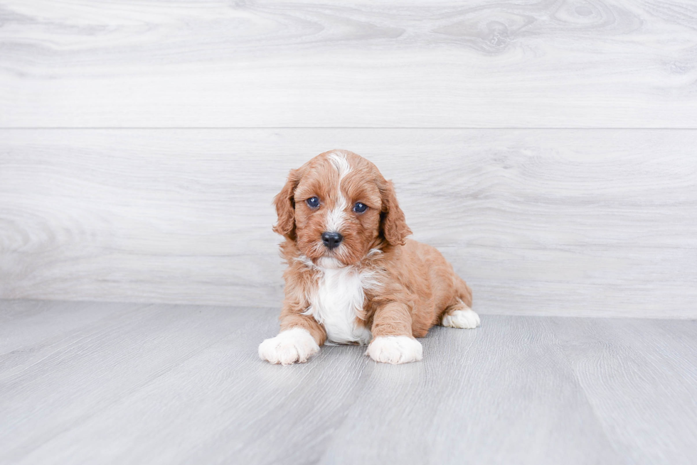 Cavapoo Pup Being Cute