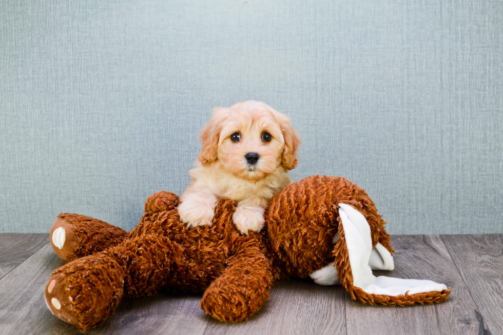 Best Cavachon Baby