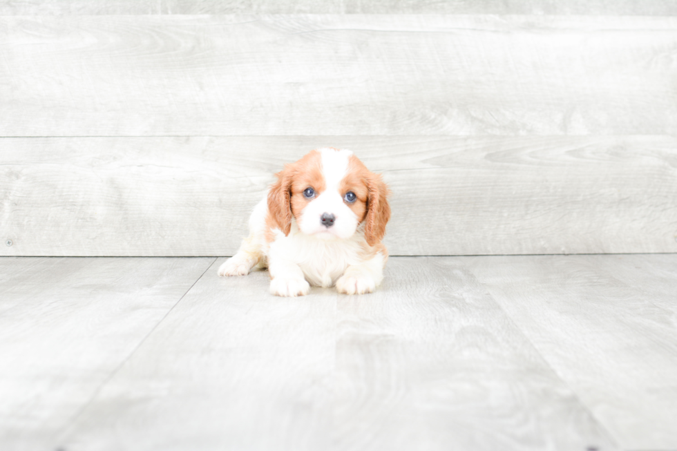 Best Cavalier King Charles Spaniel Baby